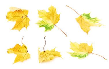 Autumn yellow maple leaf isolated