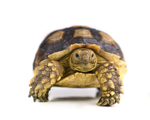 turtle isolated on white background