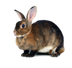 Obraz premium The Brown Bunny isolated on white background.