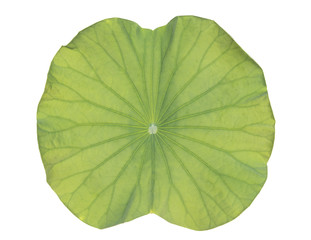 Fototapeta na wymiar lotus leaf