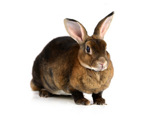 The Brown Bunny isolated on white background.