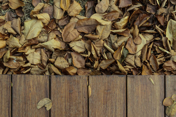 dry leaves