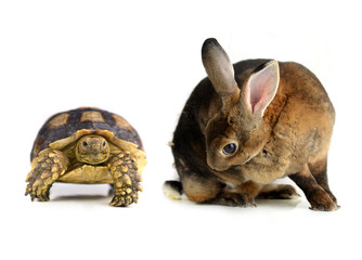 rabbit and  turtle  on a white background