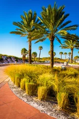 Photo sur Plexiglas Clearwater Beach, Floride Palmiers le long d& 39 un chemin à Clearwater Beach, en Floride.