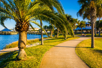Fototapeta na wymiar Palm trees along a path in Daytona Beach, Florida.