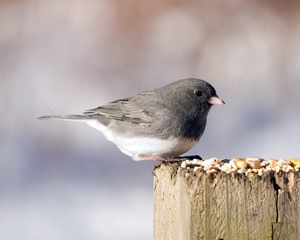Slate-colored Junco