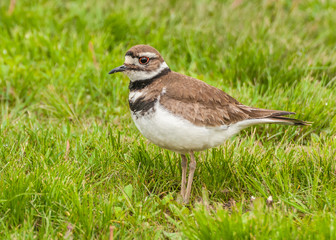 Killdeer