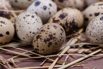 Obraz premium quail eggs