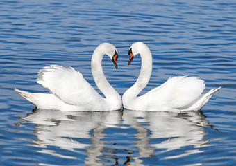 Naklejka premium pair of white swans