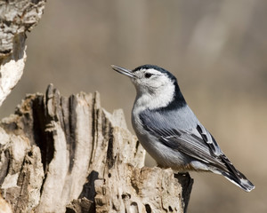 White-breasted Nuthatch (Sitta carolinensis)