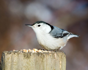 Obraz premium White-breasted Nuthatch