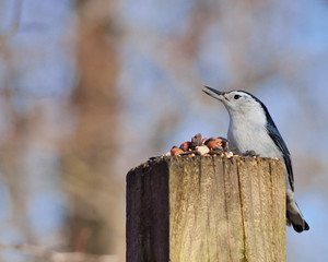 Nuthatch