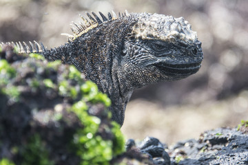 Galapagos marine iguana, Isabela island