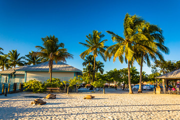 Fototapeta premium Palm trees on the beach in Fort Myers Beach, Florida.