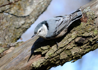Nuthatch