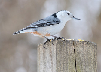 Nuthatch
