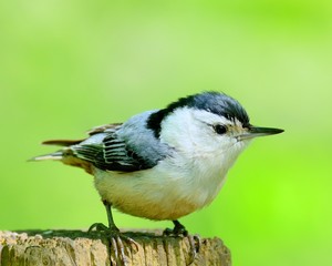 White-breasted Nuthatch