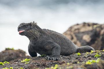 Galapagos marine iguana, Isabela island