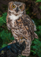 Great Horned Owl