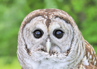 Barred Owl