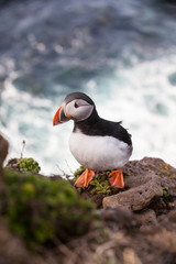 Papageitaucher in Island