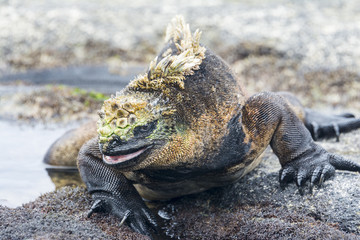 Galapagos marine iguana, Isabela island