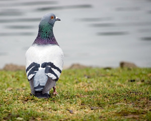 Rock Dove