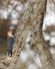 Red-bellied Woodpecker (Melanerpes carolinus)
