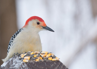 Red-bellied Woodpecker