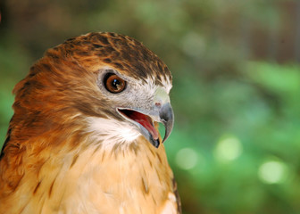 Red-tailed Hawk