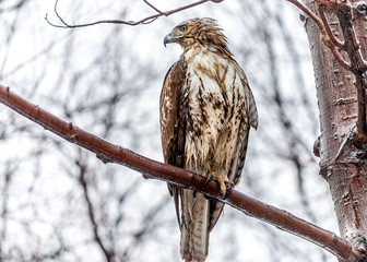 Red-tailed Hawk
