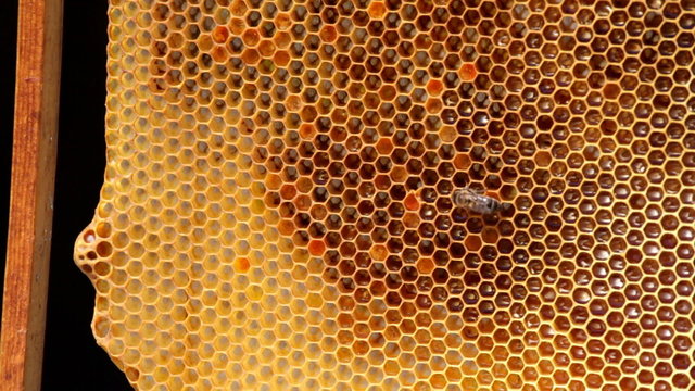 Frame with bee honeycombs filled with honey