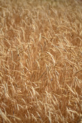 rye agricultural field