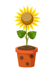 Obraz premium Sun flower