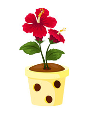 Hibiscus