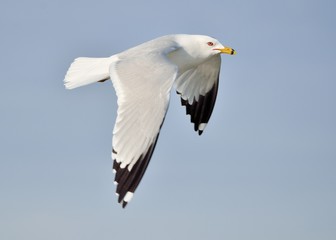 Ring-billed Seagull