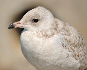 Immature Seagull