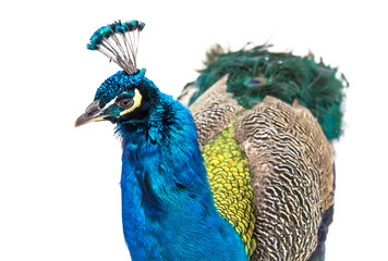 Peacock isolated on white