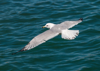 Fototapeta na wymiar Ring-billed Seagull