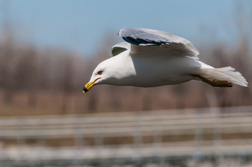 Ring-billed Seagull