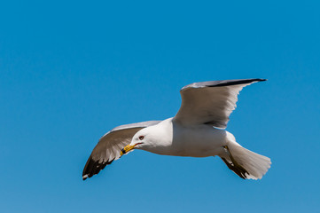Ring-billed Seagull