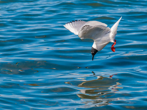 Bonaparte's Gull