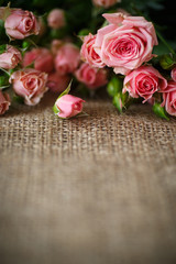 pink roses © Peredniankina