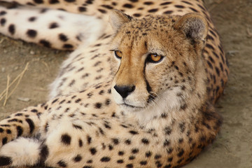 cheetah