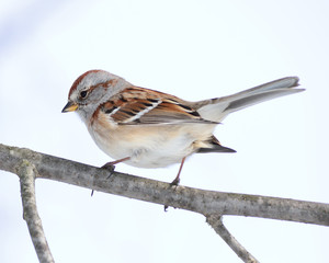 Sparrow