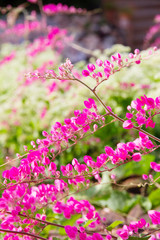 Obraz premium Blossom flower of Antigonon leptopus (Coral Vine)
