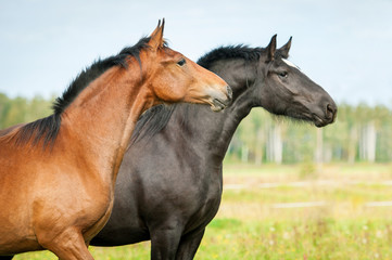 Fototapeta na wymiar Portrait of two young horses on the pasture