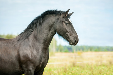 Fototapeta na wymiar Portrait of beautiful black horse