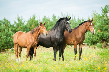 Naklejka na ściany i meble Three beautiful horses standing on the field in summer