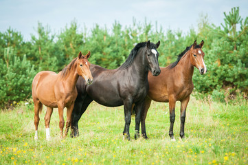 Three horses standing on the pasture in summer